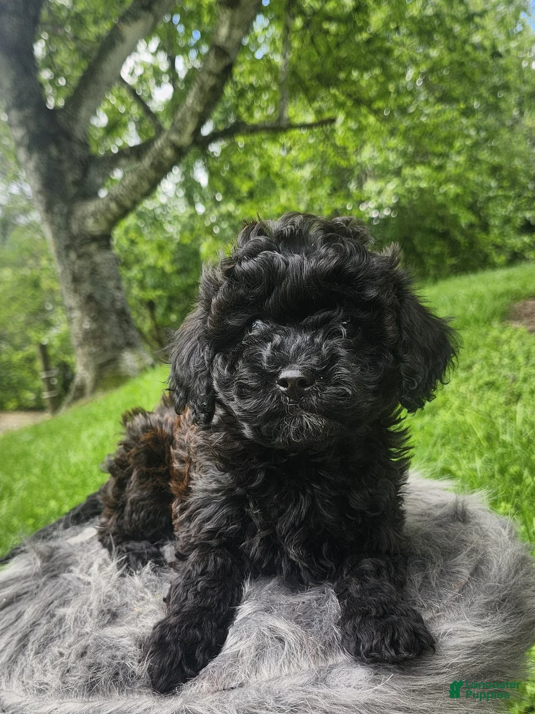 Cavapoo dogs for sale: Raven  - Ad 2