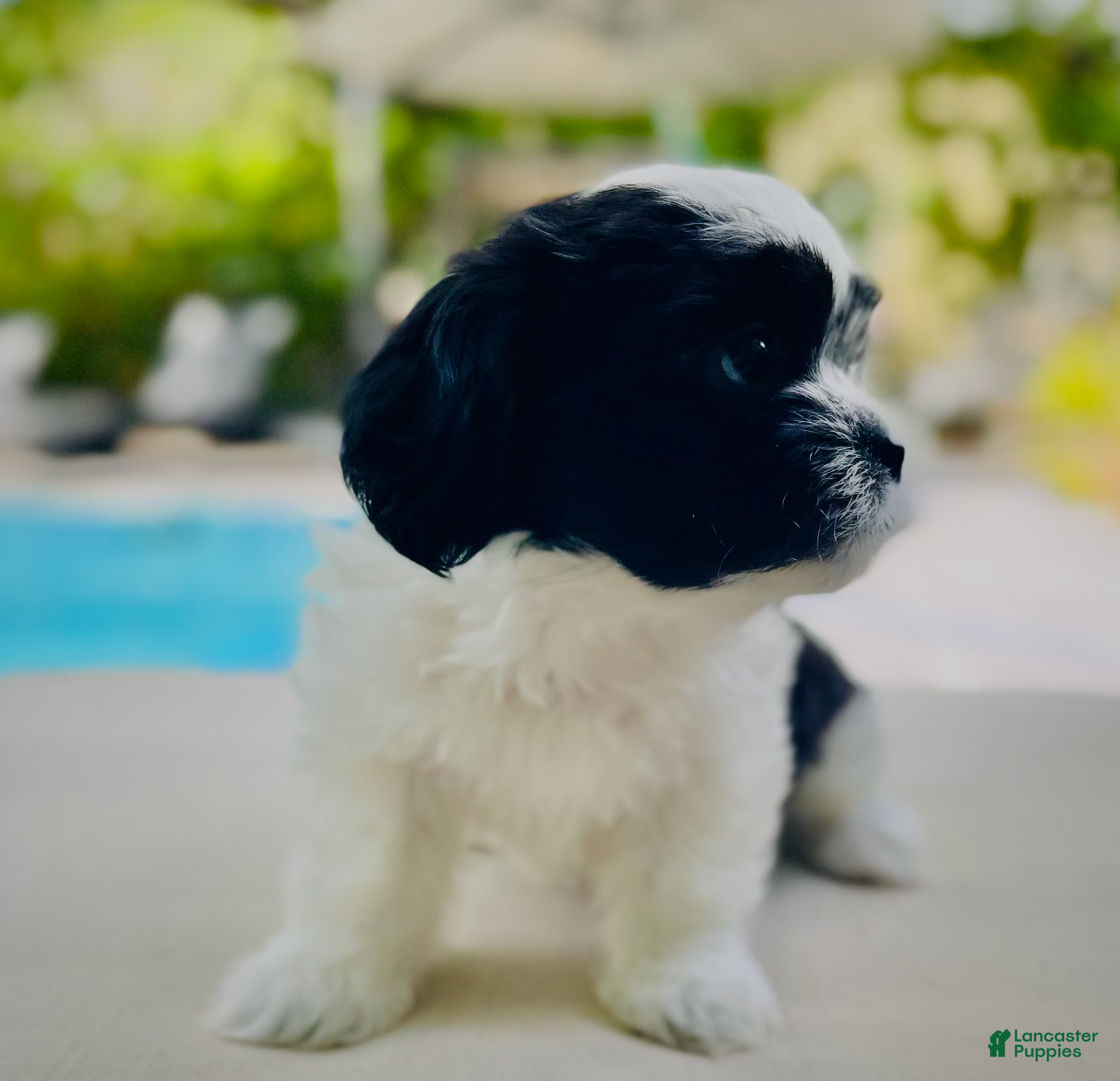 Mixed Breed dogs Twin 2 - Ad 37