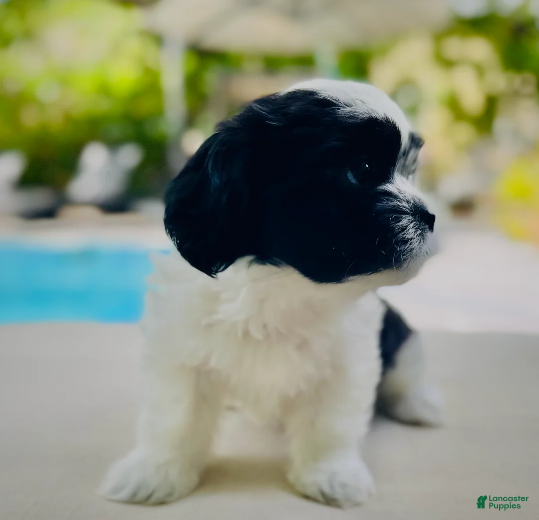 Mixed Breed dogs for sale: Twin 2 - Ad 1