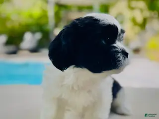 Mixed Breed dogs Twin 2 - Ad 37