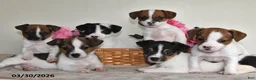 Jack Russell Terrier dogs for sale: Bobbie - Ad 5