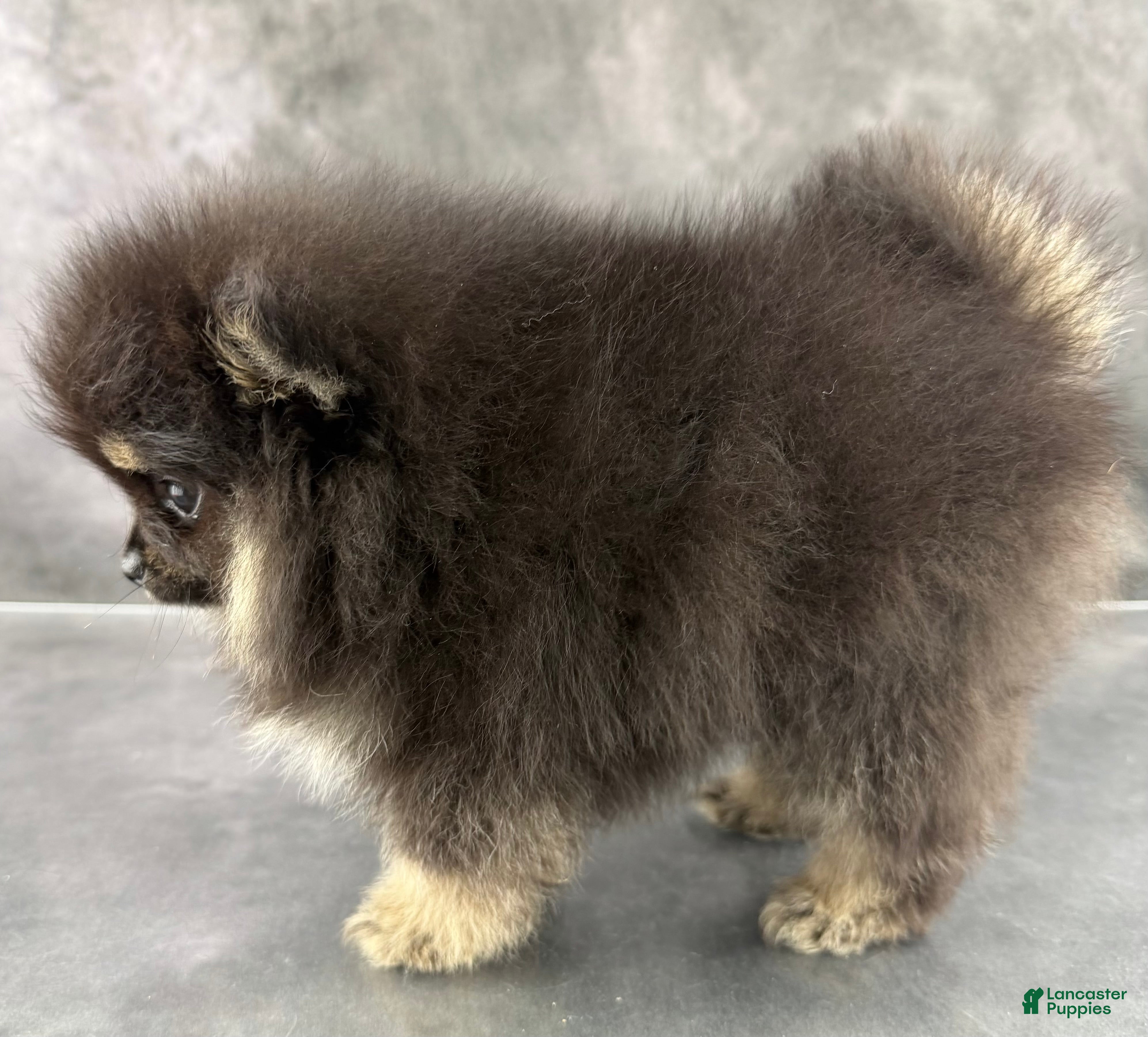 Pomeranian dogs Zeke AKC  - Ad 2