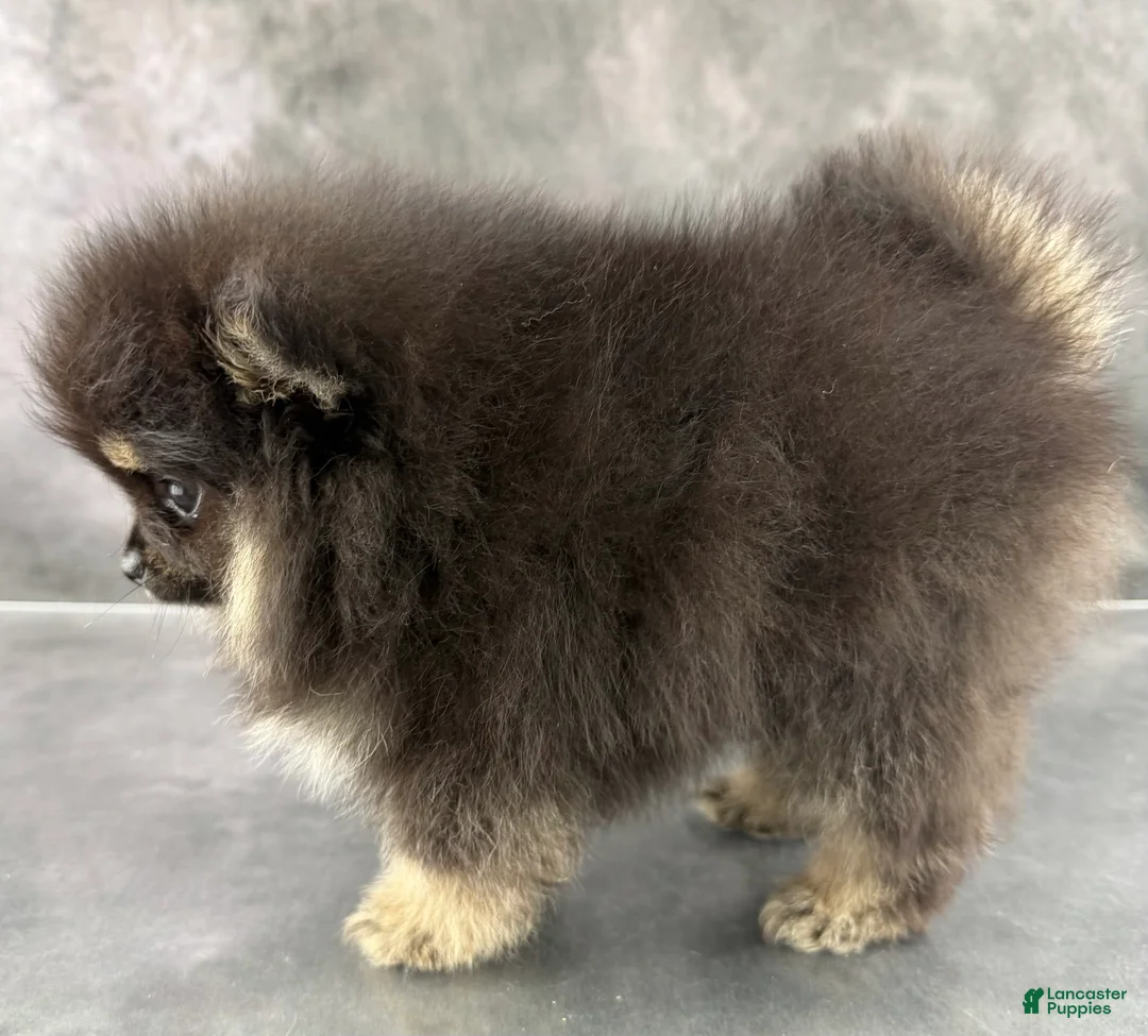 Pomeranian dogs for sale: Zeke AKC  - Ad 2