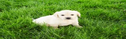 Golden Retriever dogs for sale: Brody  - Ad 4
