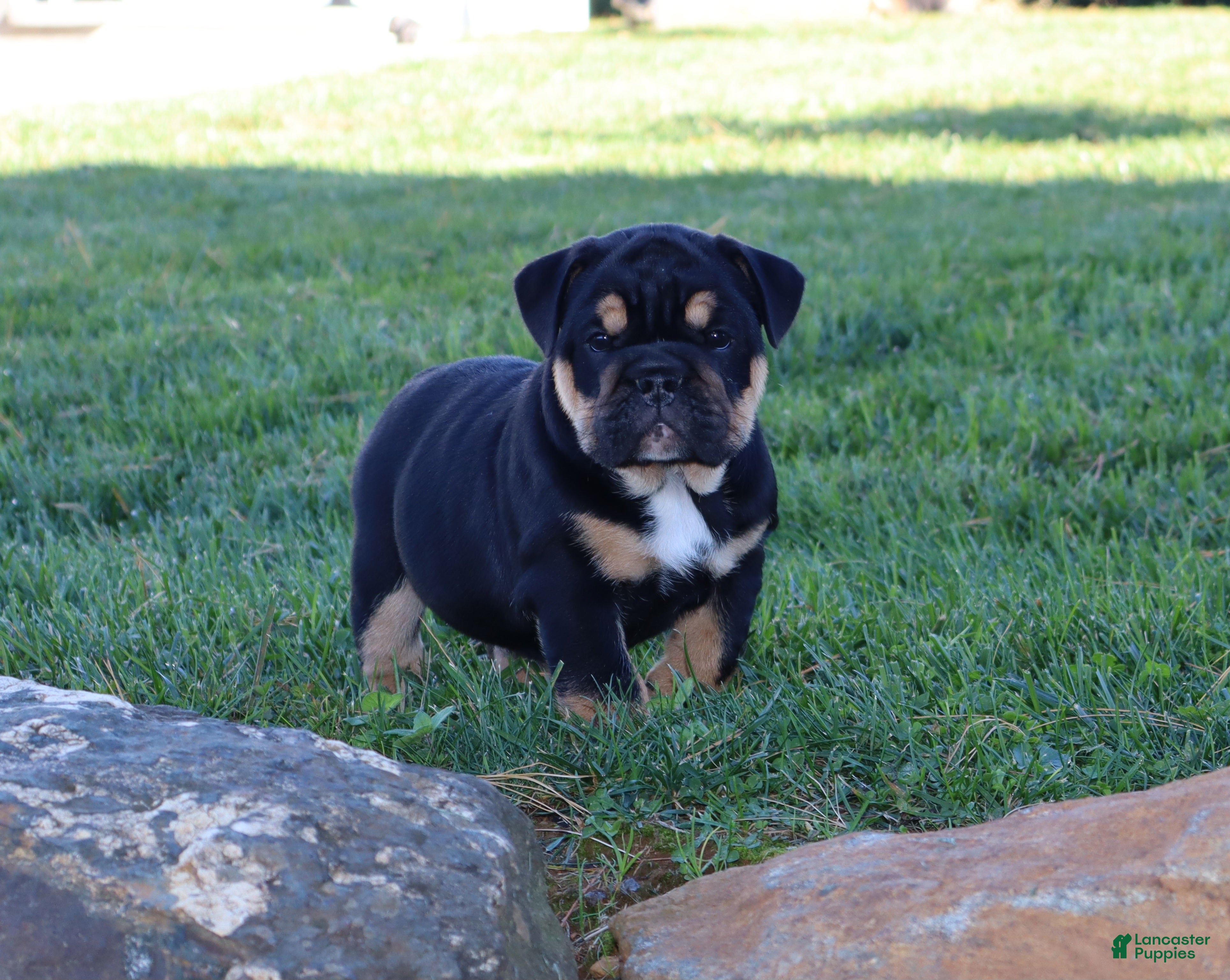 English Bulldog dogs for sale: Marla - Ad 1