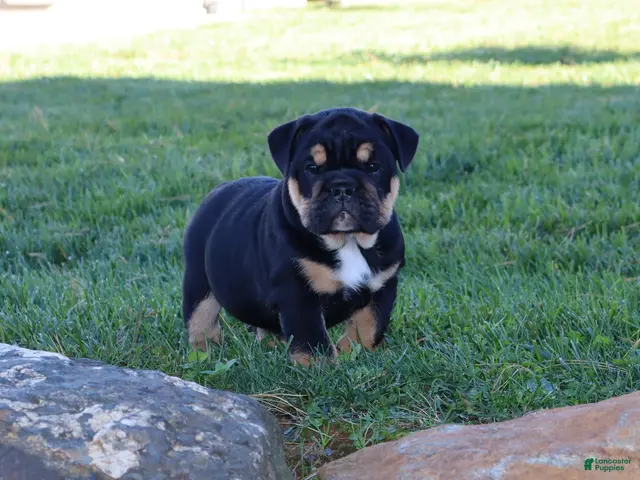 English Bulldog dogs for sale: Marla - Ad 1