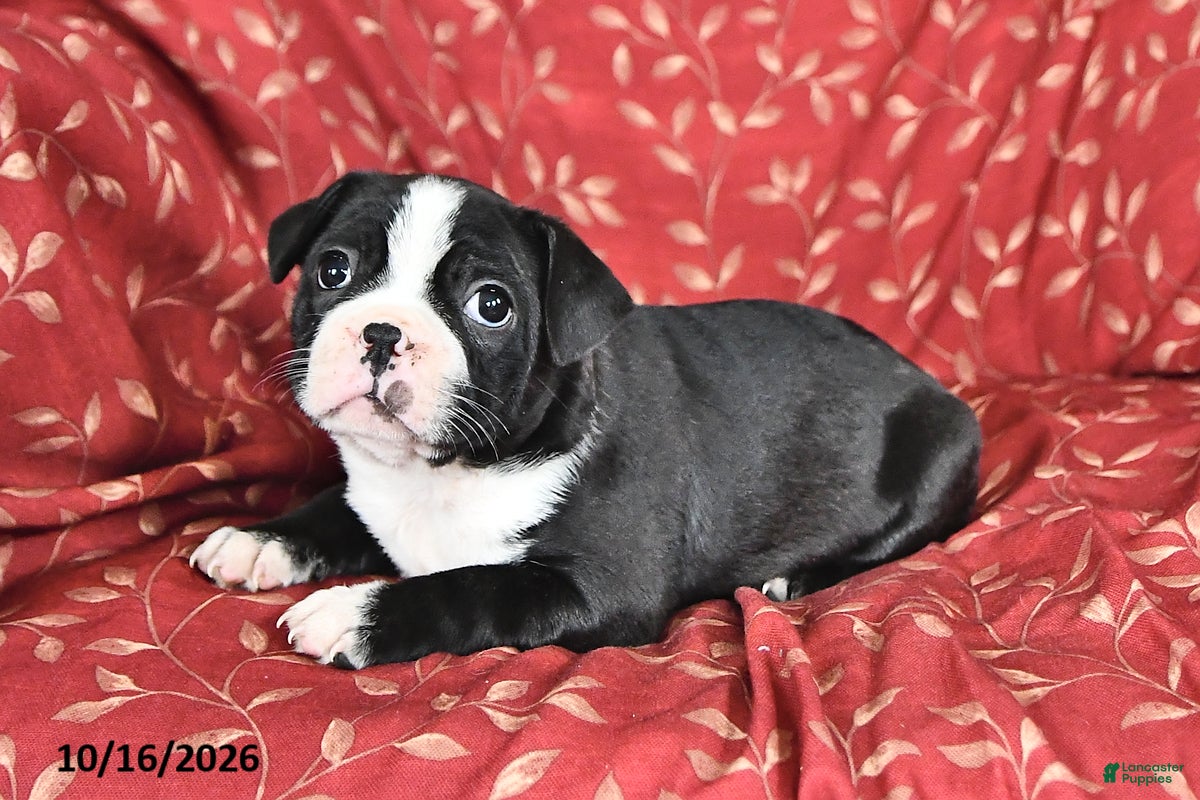 Frenchton dogs Melody - Ad 1