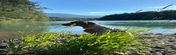 German Shorthaired Pointer dogs for sale: River - Ad 4