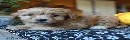 Maltipoo dogs for sale: Cottontail - Ad 3