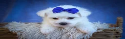 Maltese dogs for sale: Marley🐾 - Ad 16