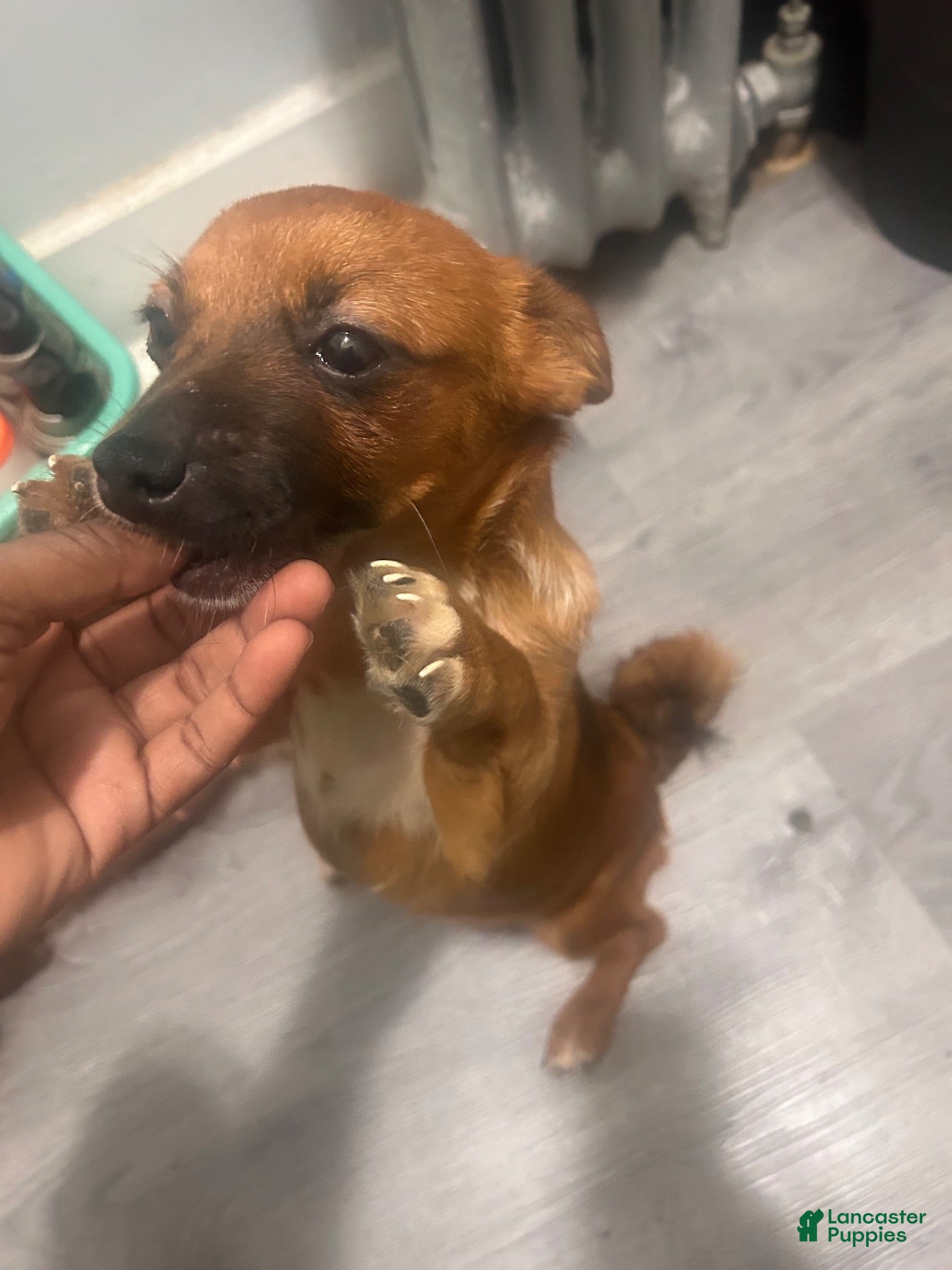 Mixed Breed dogs for sale: Stella - Ad 1