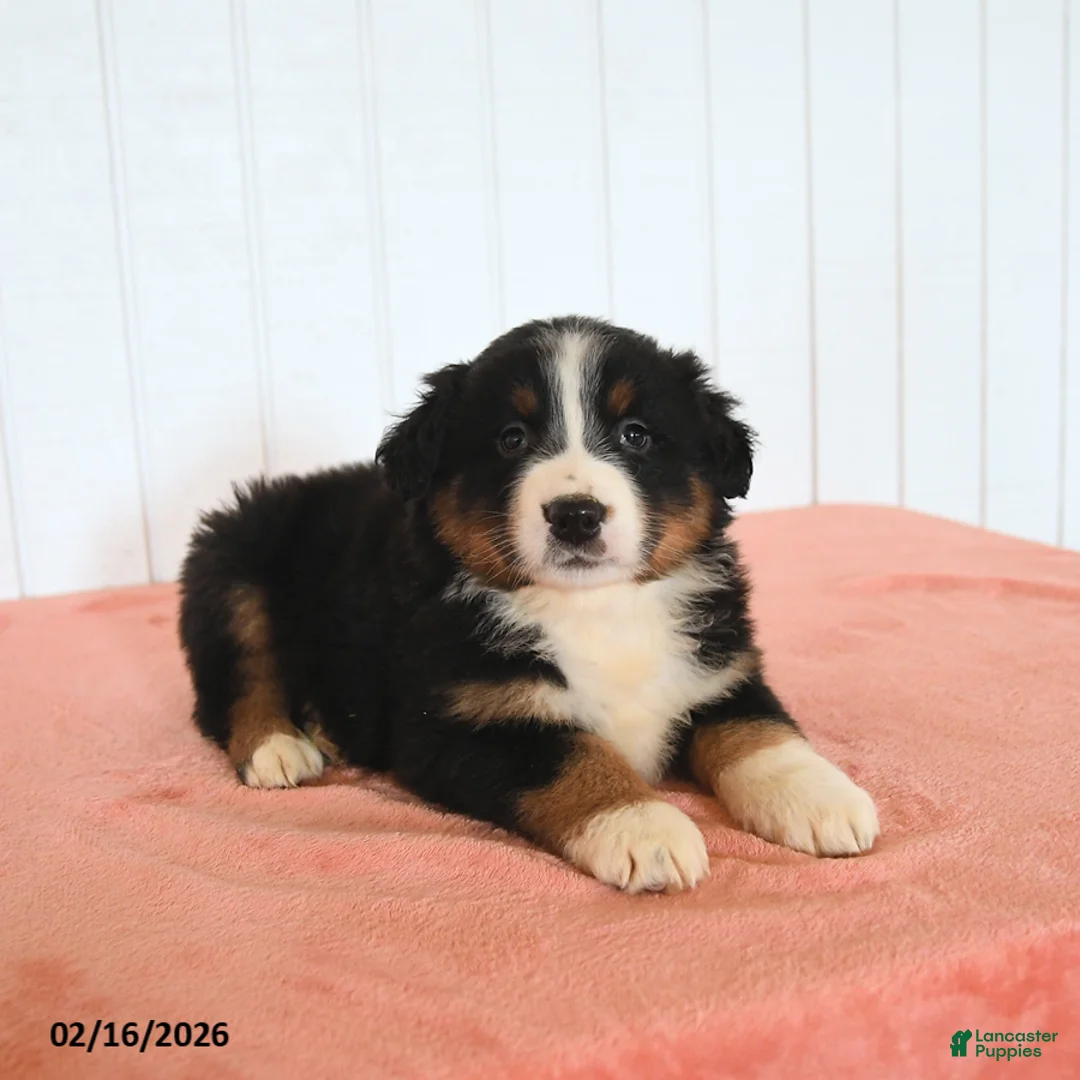 Australian Shepherd dogs for sale: Nash - Ad 2