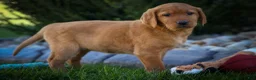 Labrador Retriever dogs for sale: NELLY - Ad 4