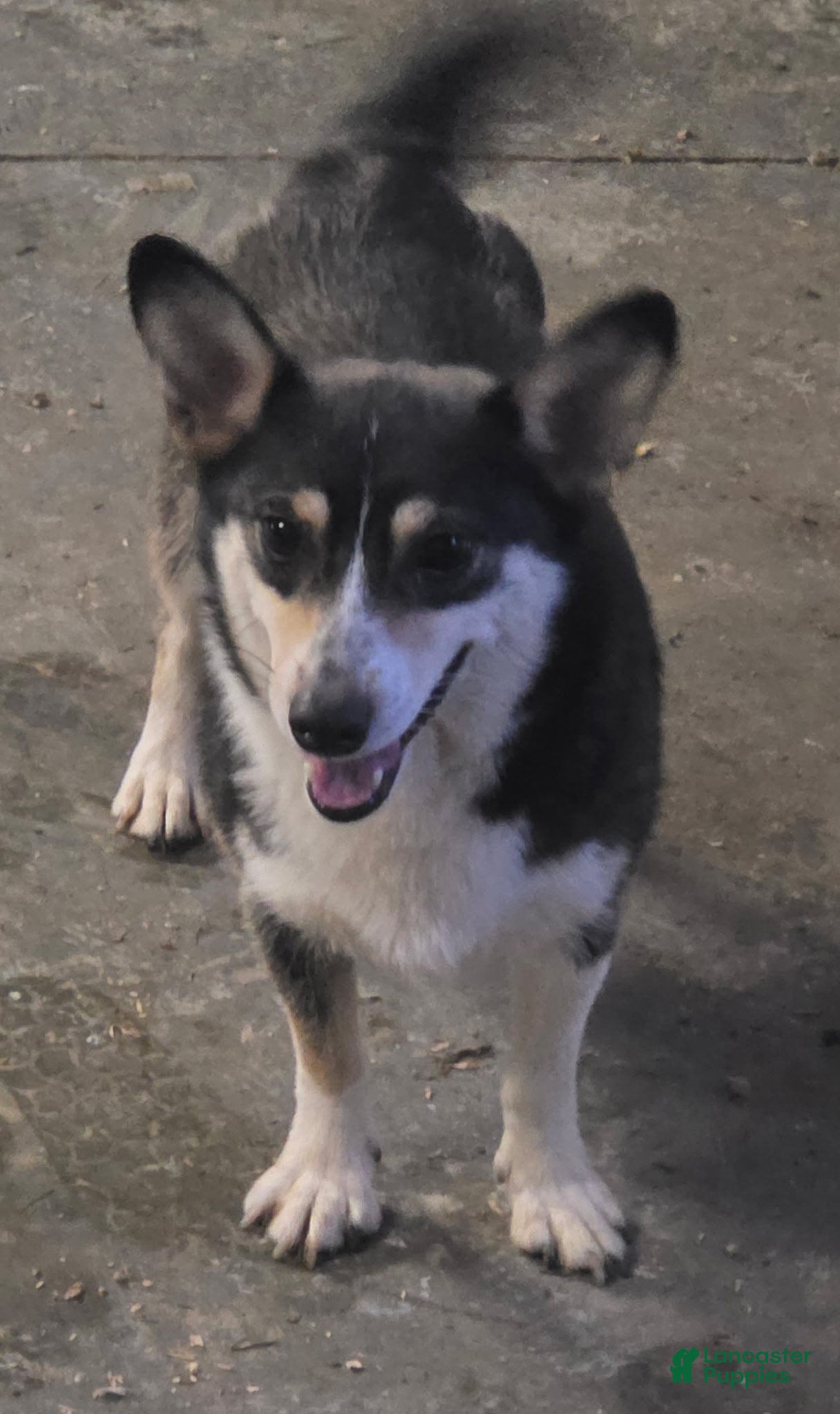 American Corgi dogs Suzie - Ad 8