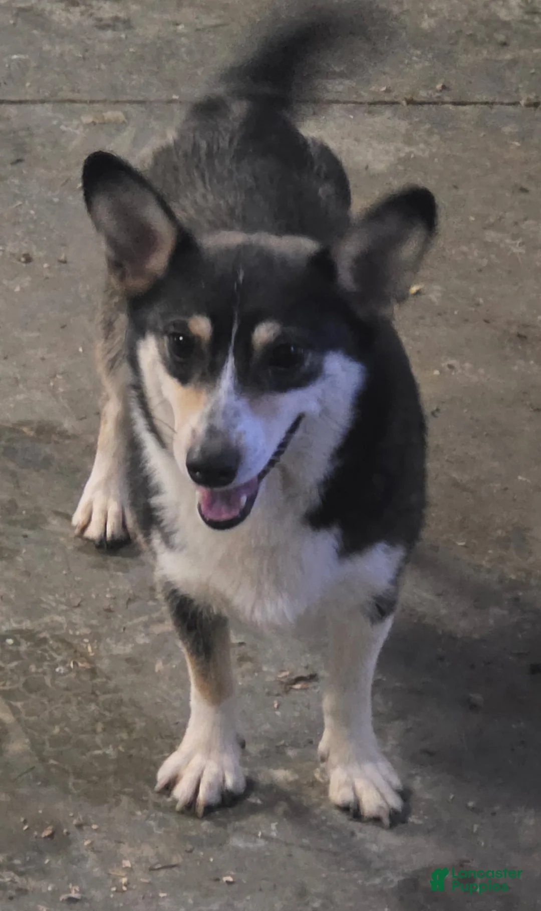 American Corgi dogs for sale: Suzie - Ad 1