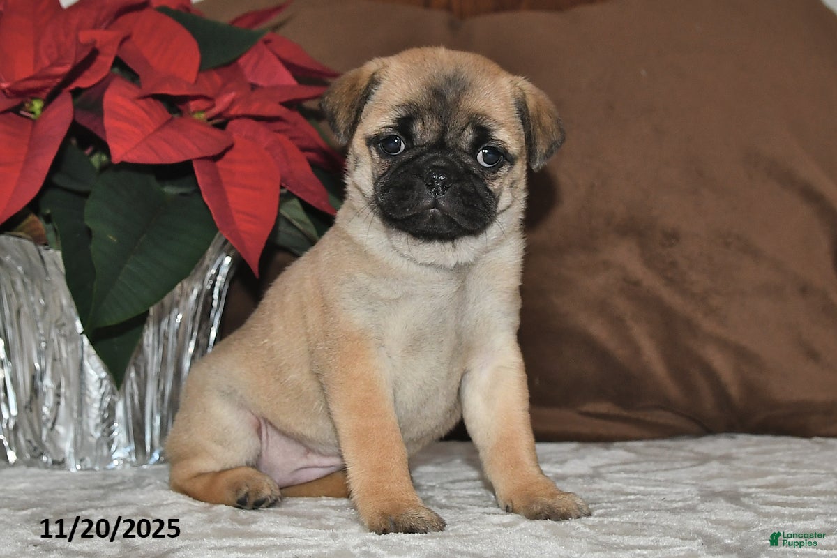 Mixed Breed dogs Cutie - Ad 21