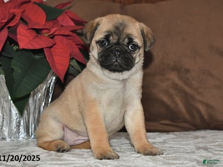 Mixed Breed dogs Cutie - Ad 39