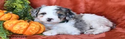 Bernedoodle dogs for sale: Bonnie  - Ad 3