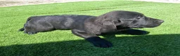 Labrador Retriever dogs for sale: Onxy - Ad 6
