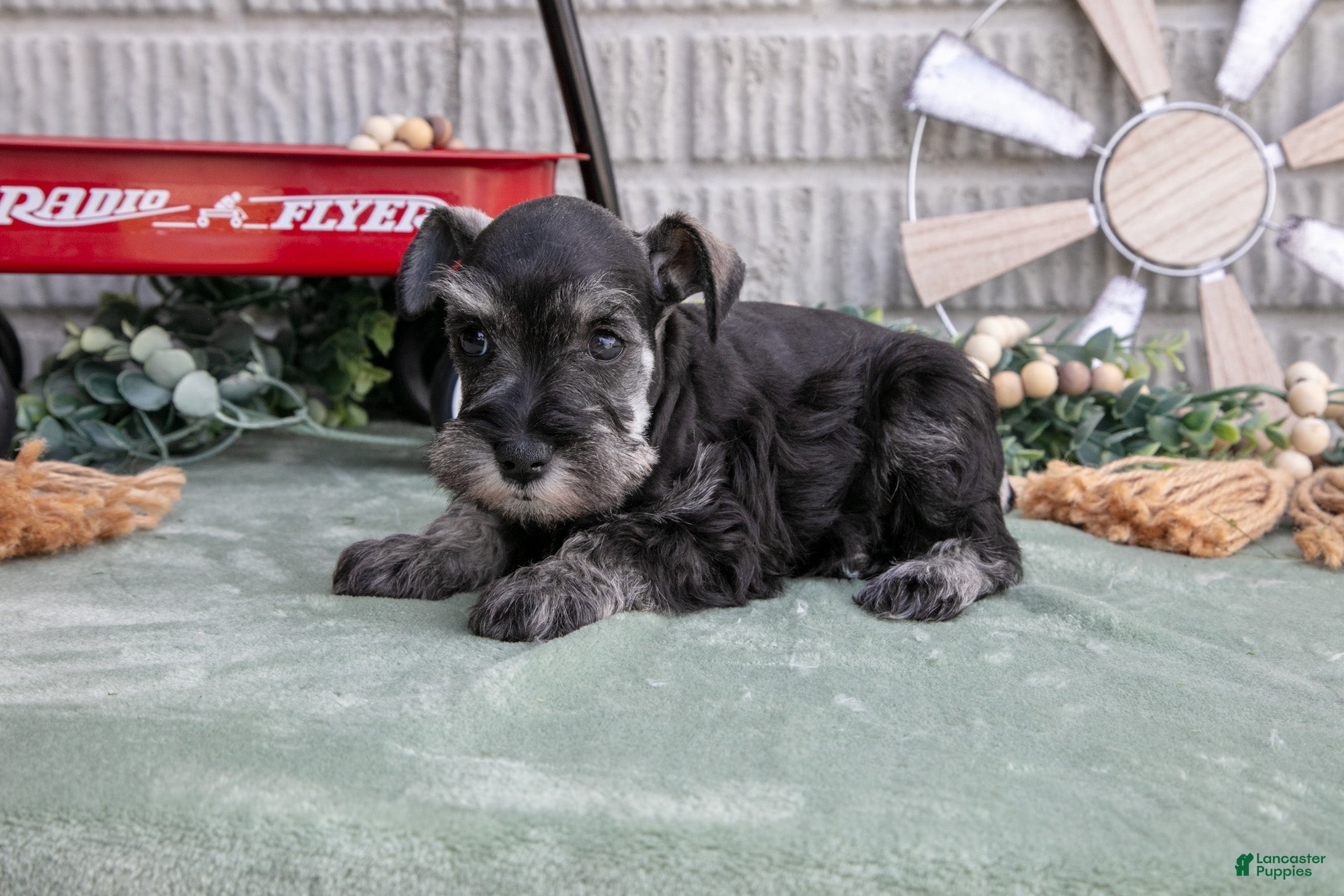 Miniature Schnauzer dogs Maverick - Ad 2
