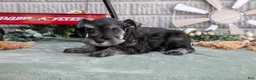 Miniature Schnauzer dogs for sale: Maverick - Ad 2