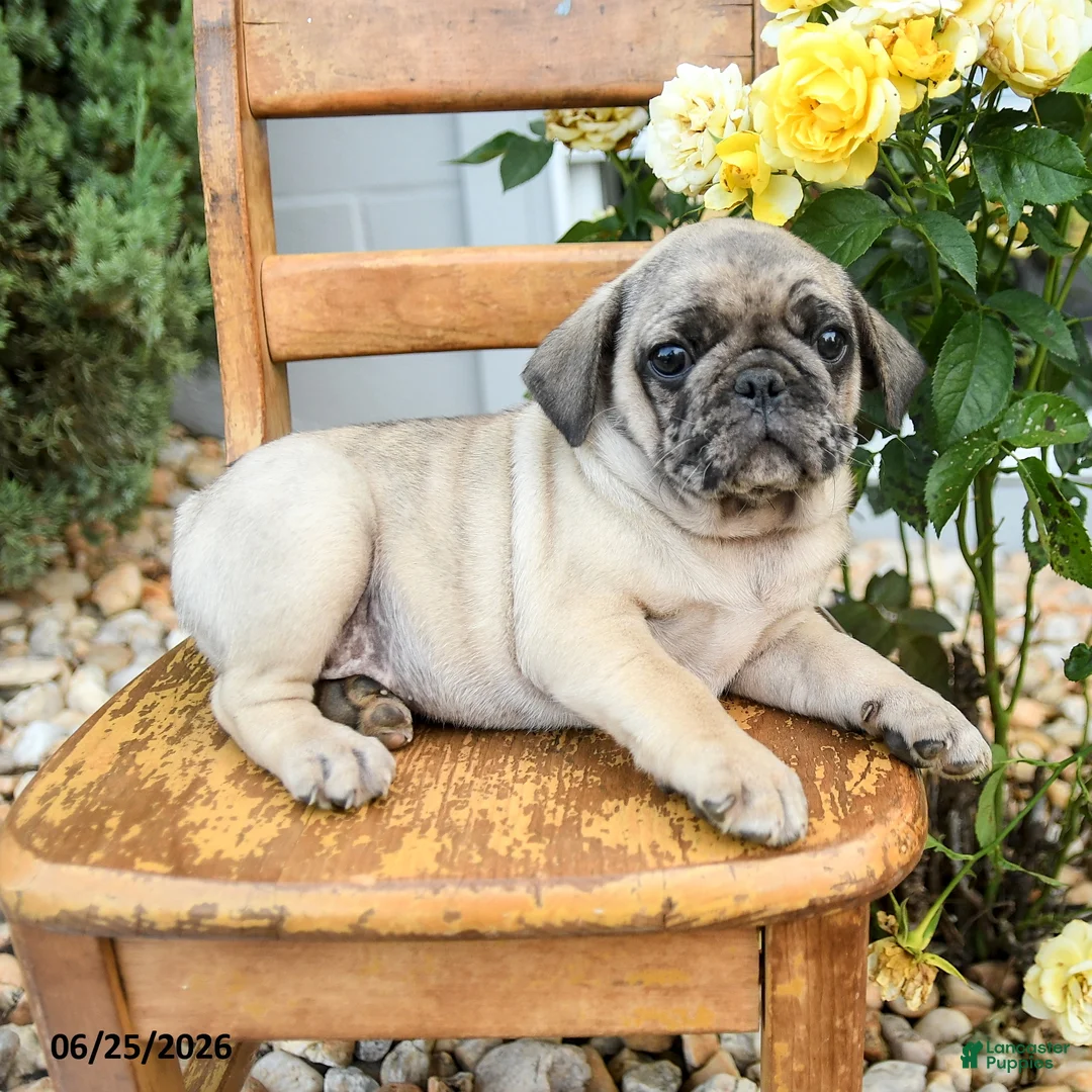 Pug dogs for sale: Weston - Ad 3