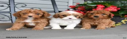 Cavapoo dogs for sale: Dandy - Ad 3