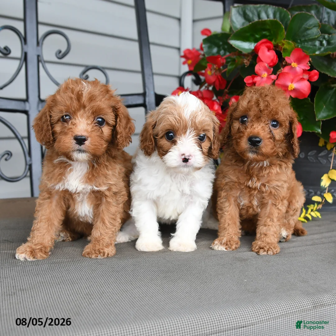 Cavapoo dogs for sale: Dandy - Ad 3
