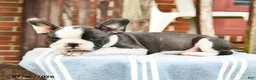 Frenchton dogs for sale: Deon - Ad 3