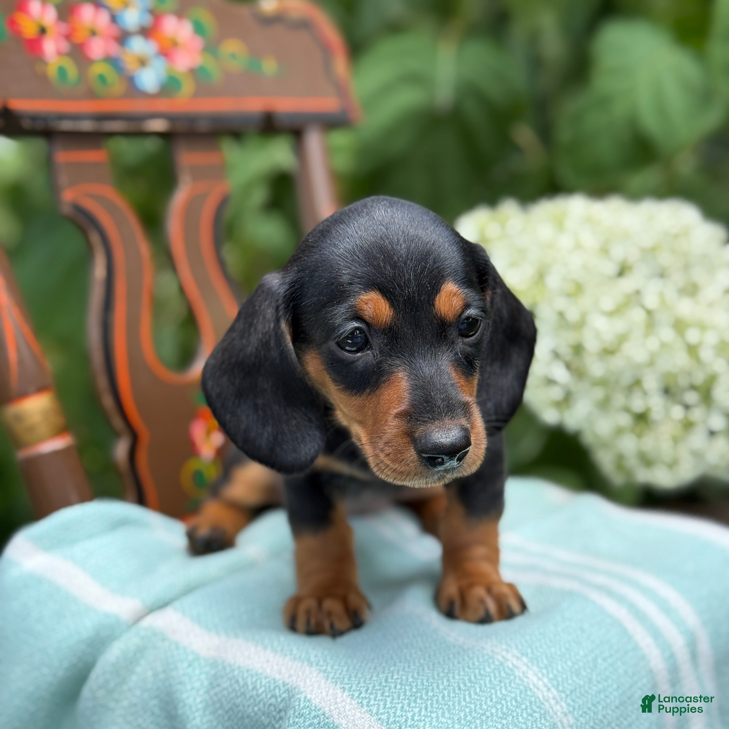 Miniature Dachshund dogs Lupine - Ad 2