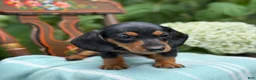 Miniature Dachshund dogs for sale: Lupine - Ad 2