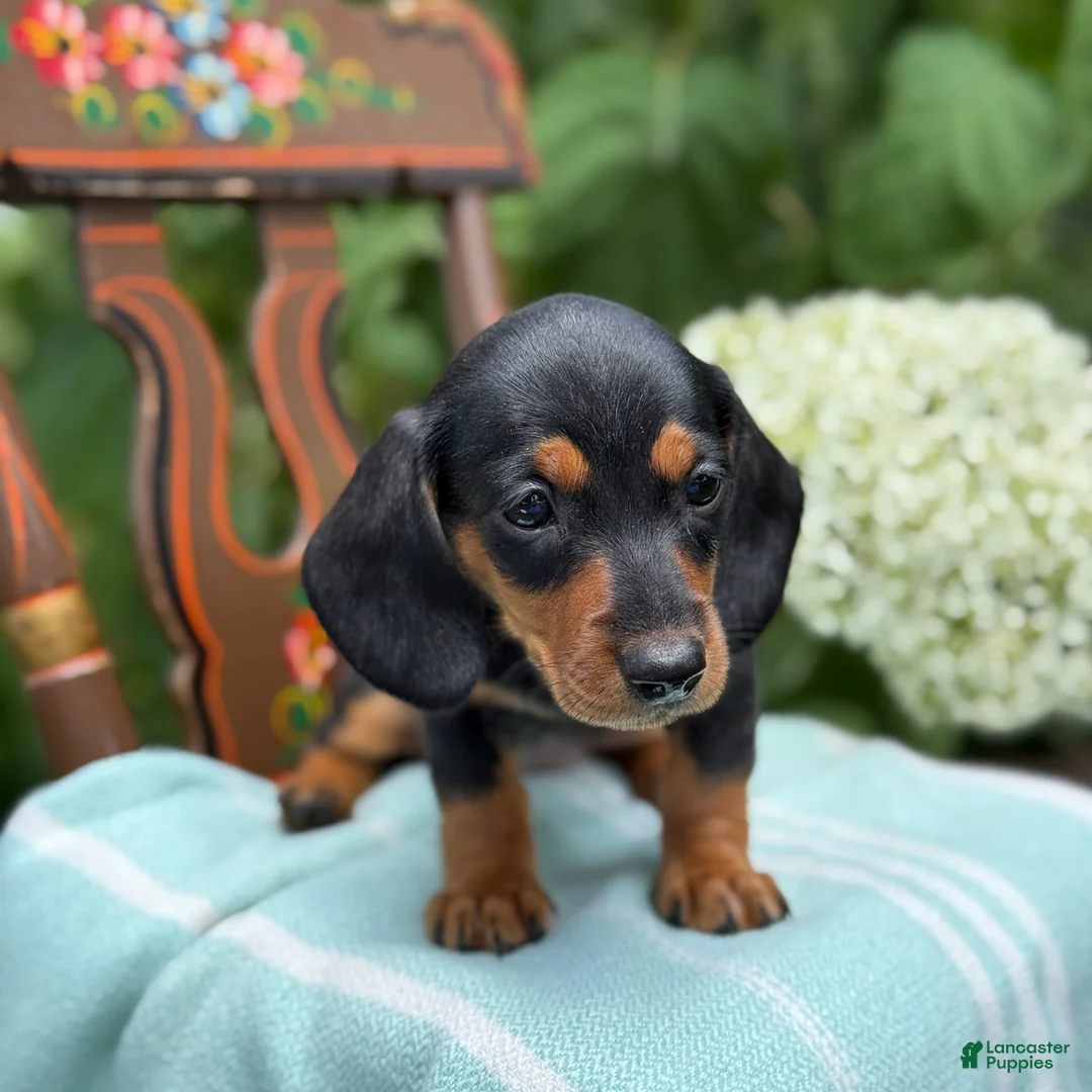 Miniature Dachshund dogs for sale: Lupine - Ad 2