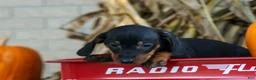 Miniature Dachshund dogs for sale: Zeke🐾 - Ad 14