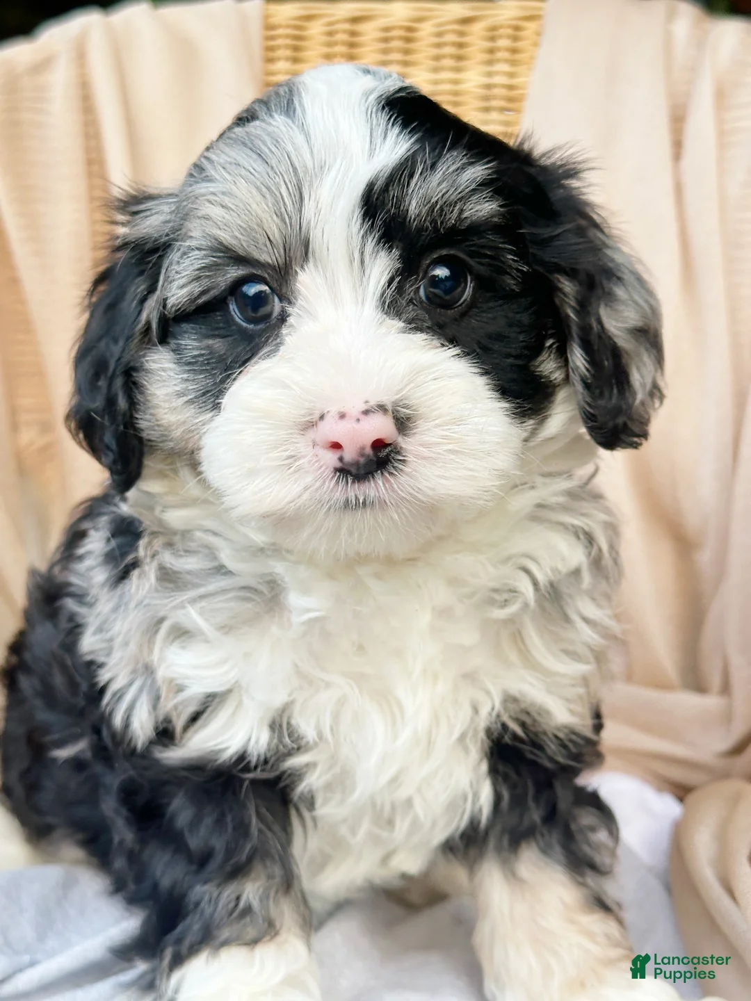 Mini Bernedoodle dogs for sale: 🔥 🏕️ 🍫 S’MORES 🍫 🏕️ 🔥  - Ad 2