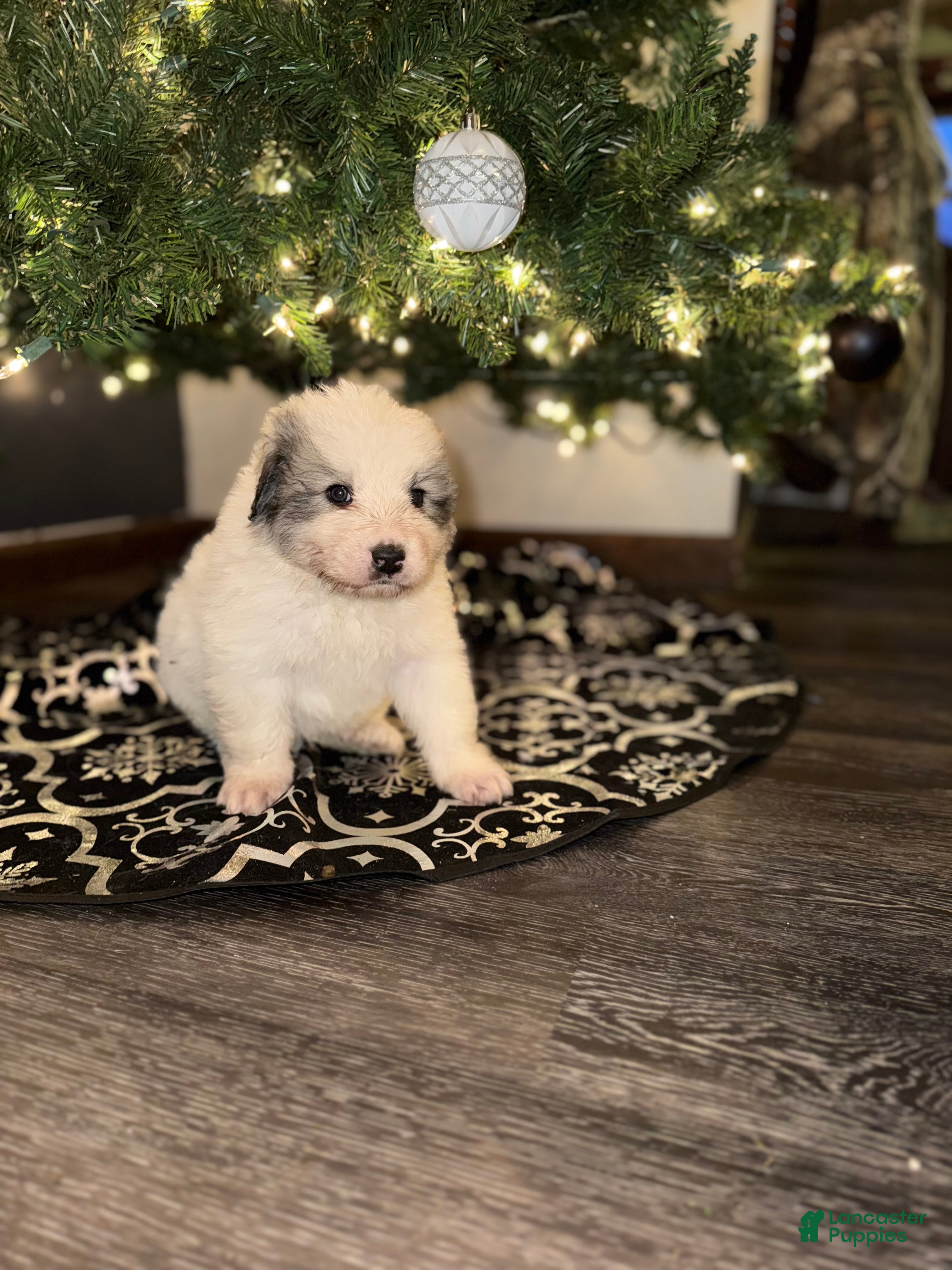Great Pyrenees dogs Tator- orange  - Ad 11