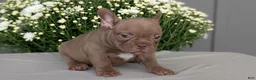 Frenchton dogs for sale: Shiloh - Ad 3