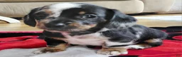 Miniature Dachshund dogs for sale: TILLY - Ad 5