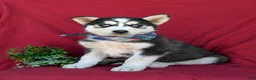 Siberian Husky dogs for sale: Griffith - Ad 1