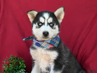 Siberian Husky dogs for sale: Griffith - Ad 2