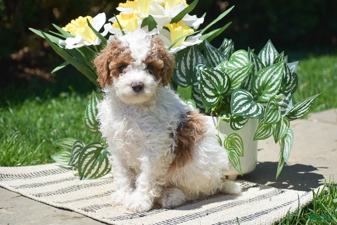 Miniature Poodle dogs for sale: Parker - Ad 6