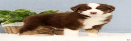 Miniature Australian Shepherd dogs for sale: Rusty - Ad 7