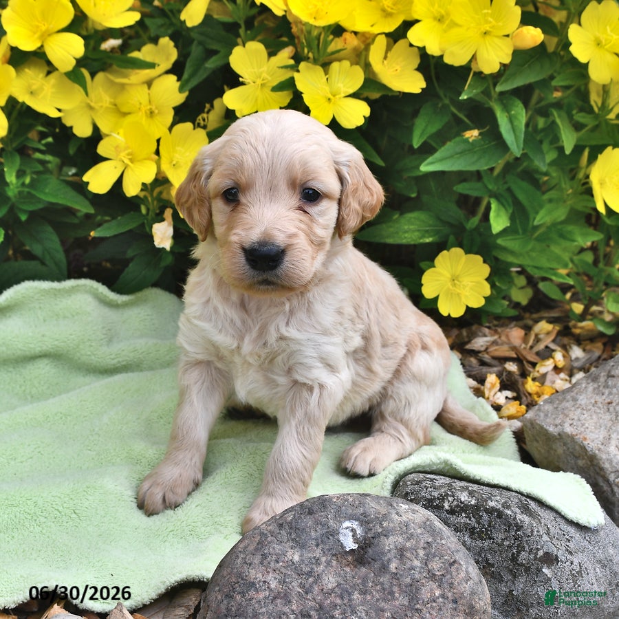 Goldendoodle dogs Elvis - Ad 2