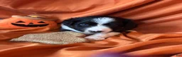 Miniature Australian Shepherd dogs for sale: Finlay - Ad 5