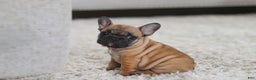 French Bulldog dogs for sale: Sadie - Ad 6