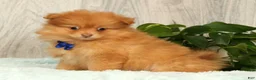 Pomeranian dogs for sale: Cosmo - Ad 5