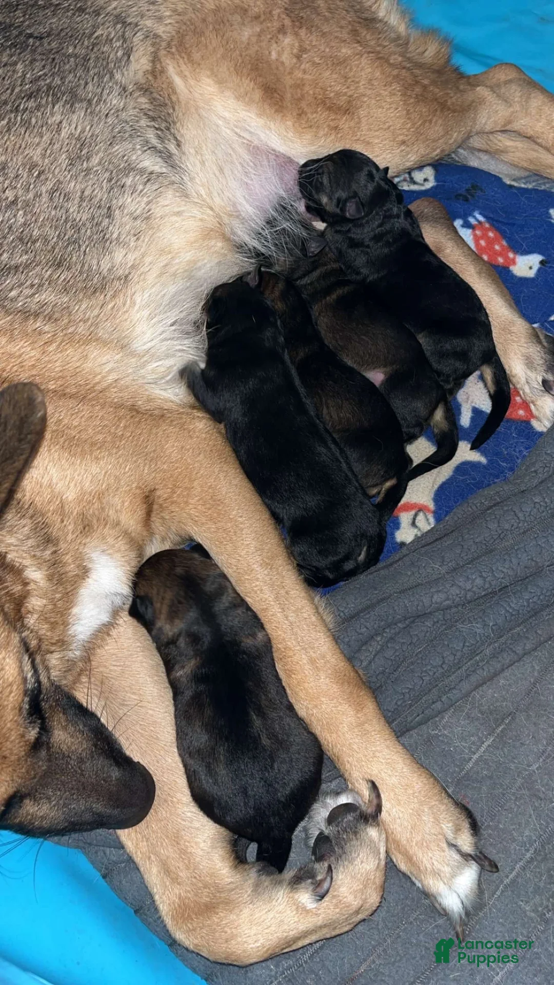 German Shepherd dogs for sale: German Shepherd 1 - Ad 2