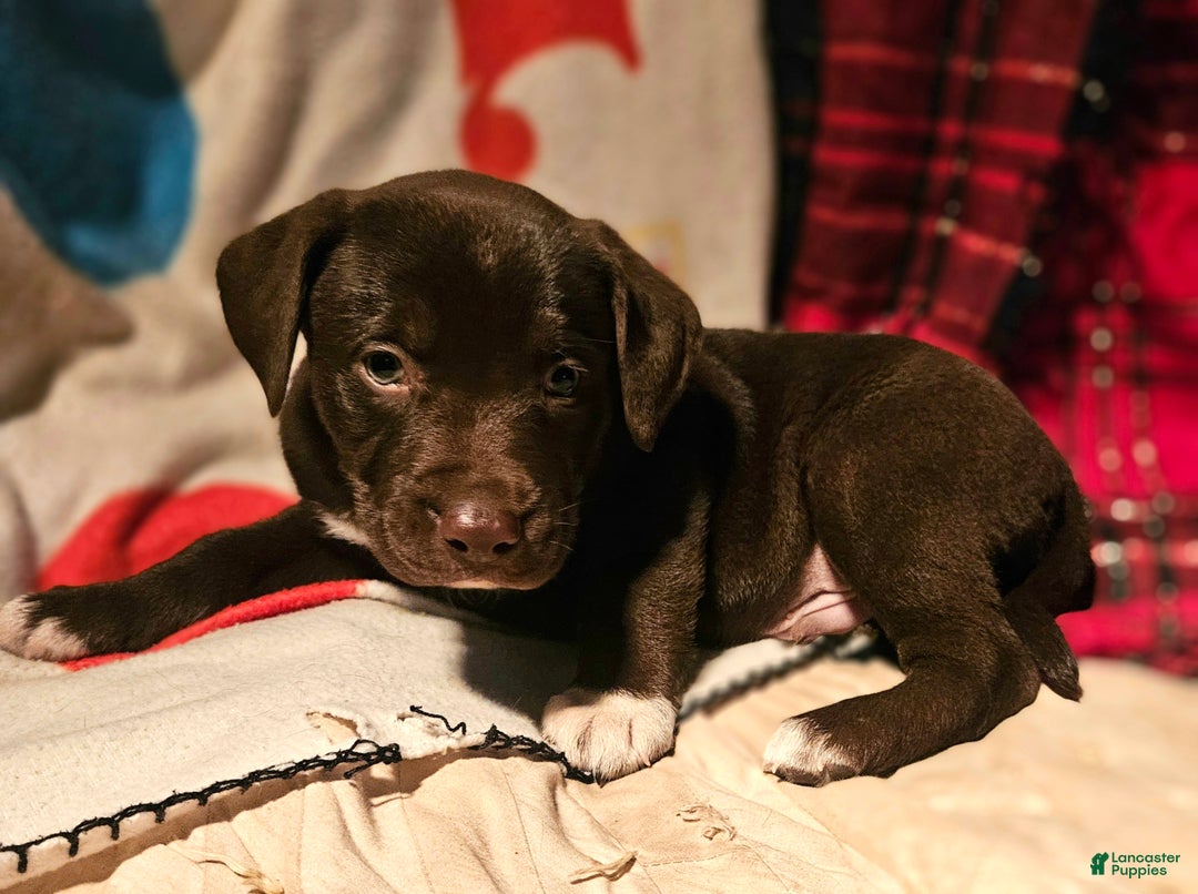 Border Collie dogs for sale: Cierra - Ad 4