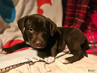 Border Collie dogs Cierra - Ad 23