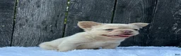 French Bulldog dogs for sale: Milo - Ad 3