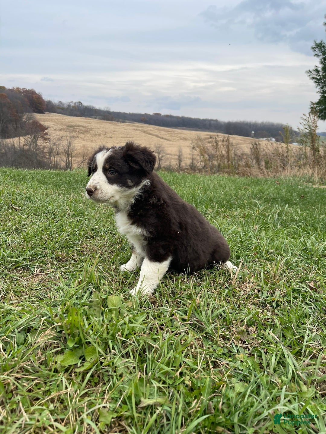 Australian Shepherd dogs for sale: Julia - Ad 6
